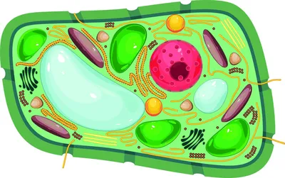 Рисунок животной клетки с обозначениями (47 фото) » рисунки для срисовки на  Газ-квас.ком