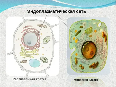 ЖИВОТНАЯ КЛЕТКА - онлайн-пазл