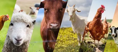 Животноводство Будущего 2021. Анонс - MSD Animal Health %