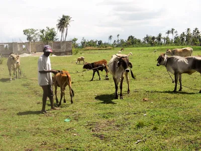 Как технологии улучшают молочное животноводство в Эфиопии | ShareAmerica