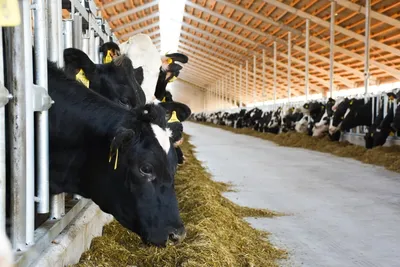 Животноводческие фермы - каталог поставщиков продукции животноводства в  Украине