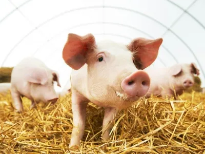 В Марий Эл отрасль животноводства является одной из приоритетных | Новости  Йошкар-Олы и РМЭ