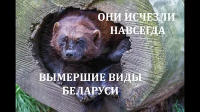 Разгадываем загадки и собираем пазлы о животных из Красной книги Беларуси |  greenbelarus.info
