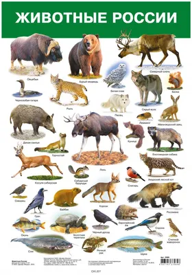 Инфографика ко Дню биоразнообразия: одни виды навсегда исчезли, гибель  других мы не должны допустить! | greenbelarus.info