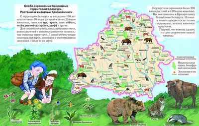 В Беларуси обитает более 1100 особей рыси. Это животное не планируют  исключать из Красной книги