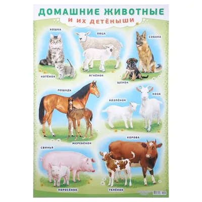 Животные и их детеныши (9273752) - Купить по цене от 314.00 руб. | Интернет  магазин SIMA-LAND.RU