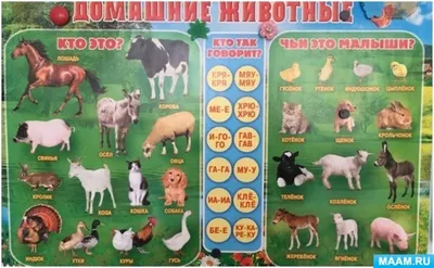 Домашние животные и их детёныши - КГКОУ ШИ 14 г.Амурск
