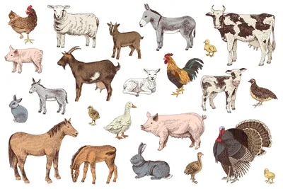 Карточки домашние животные и их детеныши, овца, курица, лошадь