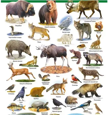 Животные в русских сказках — что символизируют