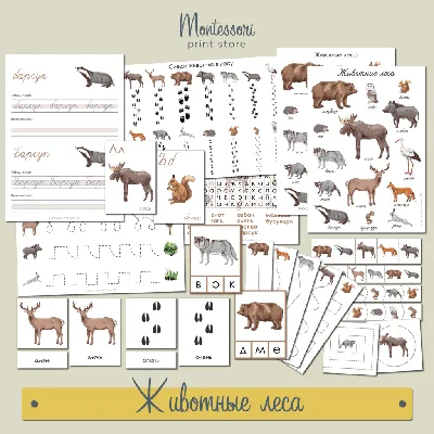 Животные леса, следы животных - карточки Монтессори купить и скачать