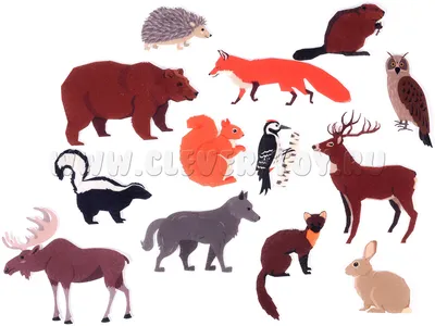 Животные леса плана Линия животные леса Иллюстрация штока - иллюстрации  насчитывающей млекопитающее, канадско: 68468404