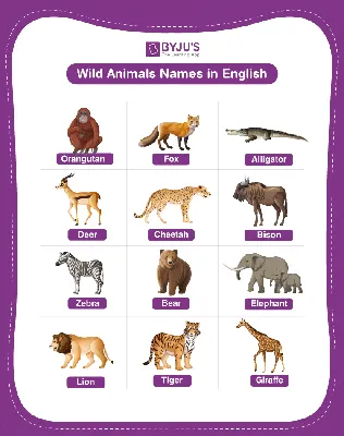 Animal Names - Explore List of 100+ Names of Animals in English