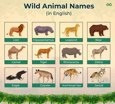 List Of Animals Types And Habitats