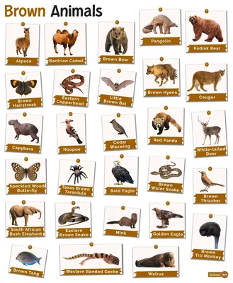 Free animal flashcards to customize and print | Canva