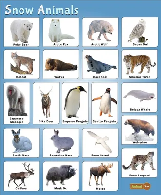 Wild Animals Vector Art, Icons, and Graphics for Free Download