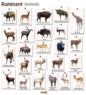 Herbivorous Animal Names - Explore List of 20+ Herbivore Names in English