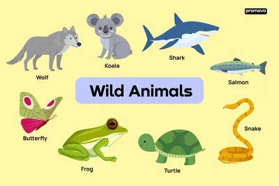 School Learning Zone - Types of Animals