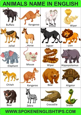 Animals Name in English | Types of Animals with pictures, List of Animals |  Animals name in english, List of animals, Animal tails