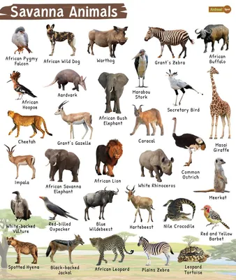Animals Vocabulary Crossword - TEFL Lessons - tefllessons.com | ESL  worksheets