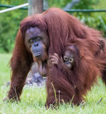 Top 10 most dangerous animals in the world, ranked | BBC Science Focus