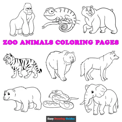 Featured Animals