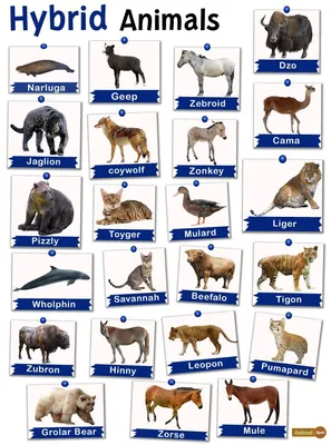 Farm Animals Names in English with Infographics • Englishan