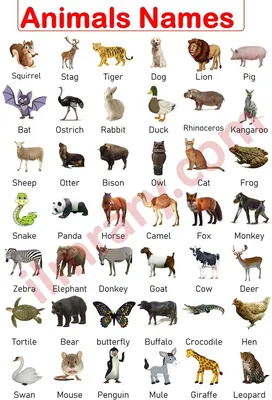 Discover the Fascinating World of Animals - 100+ Names in English
