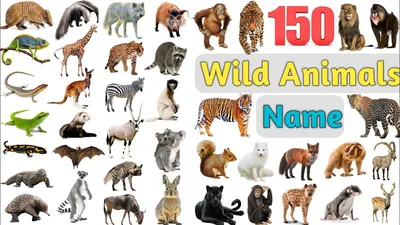 Buy Jumbo Domestic Animals and Birds Chart for Kids | Learn Names of  Animals and Birds at Home or School with Educational Wall Chart for  Children | (39.25 x 27.25 Inch) Book