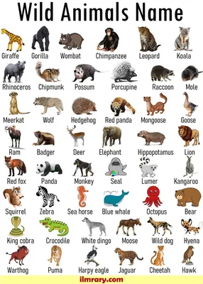 List of 100+ Wild Animals Name | Animals Vocabulary | Animals wild, Wild  animals list, Wild animals photos