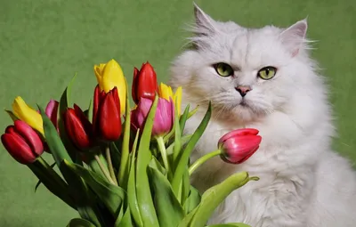 Картинка коты цветок Животные Рисованные