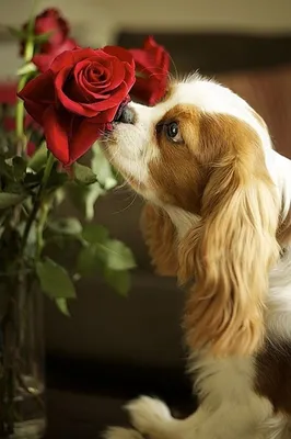 Животные нюхают цветы, и делают это невероятно мило - YouLoveIt.ru