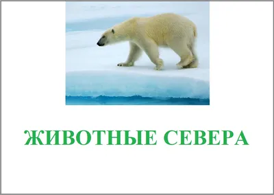 Животные Севера