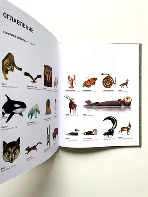 Иллюстрация 1 из 6 для Животные Арктики. Книжка-раскраска с наклейками - А.  Андреева | Лабиринт - книги.