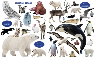 Жители северного полюса животные - 64 фото