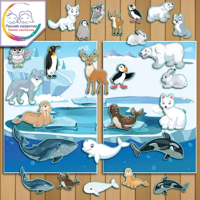 Коллекция Животных Северного Полюса Плавающих На Льдине Симпатичные Детские  Персонажи Векторная Иллюстрация — стоковая векторная графика и другие  изображения на тему Арктика - iStock