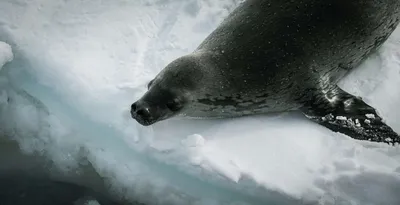 Какие уникальные животные на Северном полюсе?