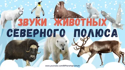 DENCO.store Набор фигурки игрушки животные Северного полюса