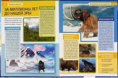 Раскраски животные северного полюса (66 фото) » Картинки, раскраски и  трафареты для всех - Klev.CLUB