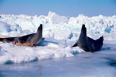 Животные Северного полюса - красивые фото