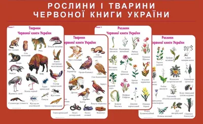 Набор плакатов \"Растения и животные Красной книги Украины\" - купить в B-Pro