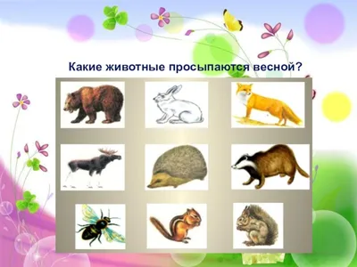 Картинки животные весной для детей (69 фото) » Картинки и статусы про  окружающий мир вокруг