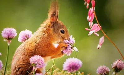 Животные весной - фото и картинки: 58 штук