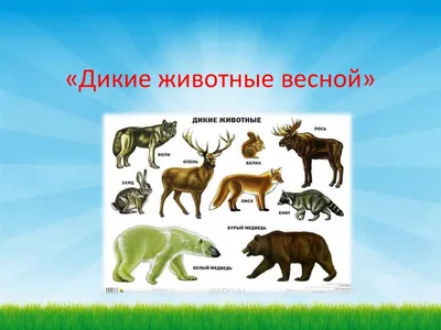 Картинки животное, щенок, ши-тцу, одуванчики, цветы, весна, трава - обои  1920x1200, картинка №281666