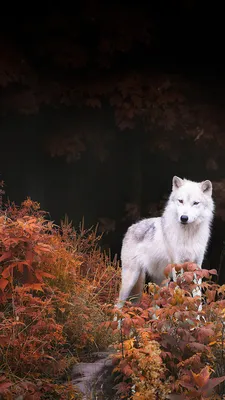 Обои волк, белый, осень, лес, wolf, white, autumn, forest, 4K, Животные  #23784