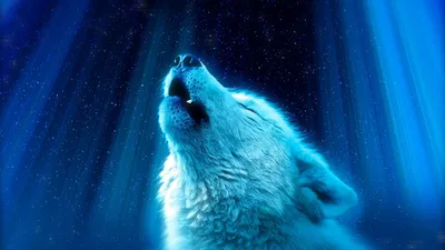 обои : Волк, Животные, Синий, Звезды, небо, Художественное произведение,  мех 3840x2160 - NorthWindGen - 1931919 - красивые картинки - WallHere