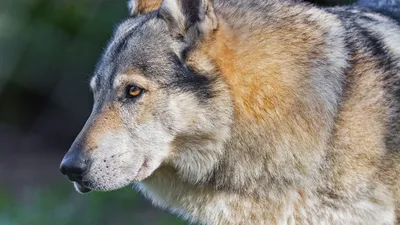 Обои волк, хищник, животное, дикая природа, трава картинки на рабочий стол,  фото скачать бесплатно