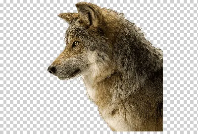 Собака Койот Арктика Волк Обои Black wolf, Собака, млекопитающее, животные,  хищник png | Klipartz