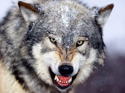 Фото обои с животными 368x254 см 3Д Волк с зелеными глазами (2937P8)+клей  (ID#1754682032), цена: 1200 ₴, купить на Prom.ua