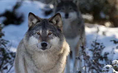 Красивые волки на заставку – Скачать бесплатно обои Волков