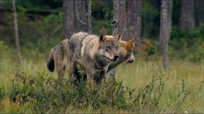 Волк в зимнем лесу на охоте - обои на рабочий стол